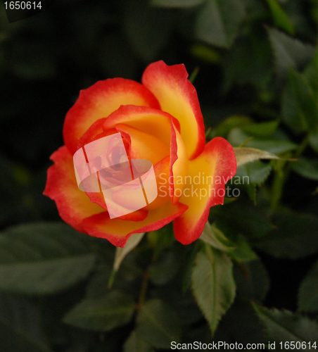 Image of rose