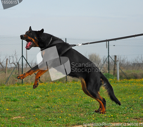 Image of aggressive beauceron