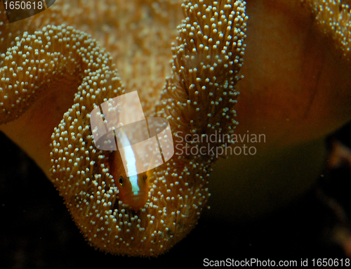 Image of pink anemone fish