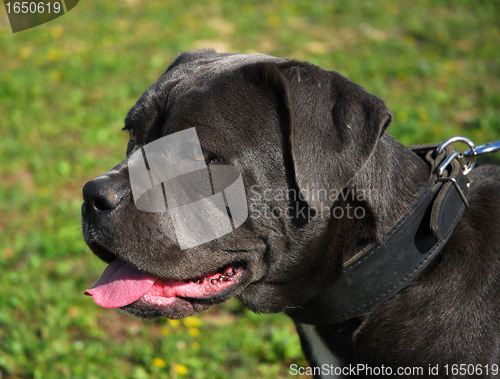 Image of cane corso