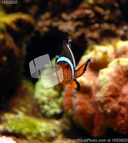 Image of clown fish