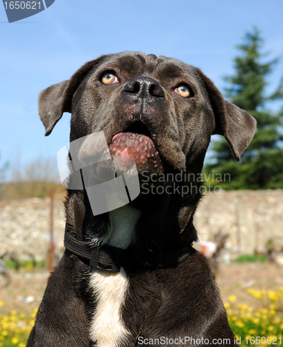 Image of cane corso