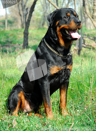 Image of rottweiler