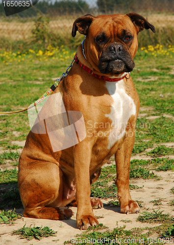 Image of boxer