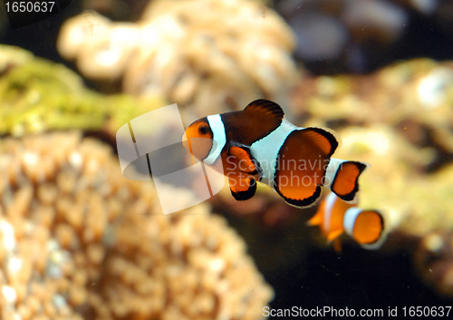 Image of clown fish