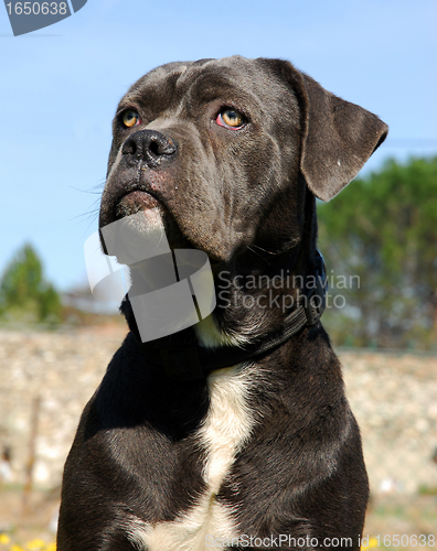 Image of cane corso