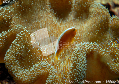 Image of clown fish
