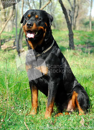 Image of rottweiler