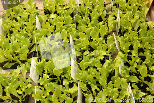 Image of lettuce seedling