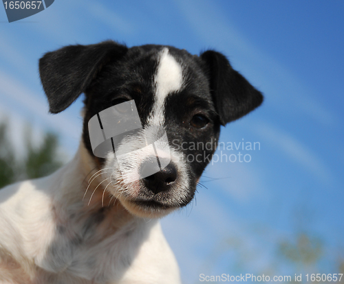 Image of puppy jack russel terrier