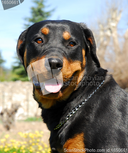 Image of rottweiler