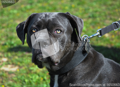 Image of cane corso