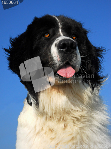 Image of landseer