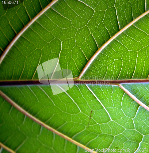 Image of Leaf Vein