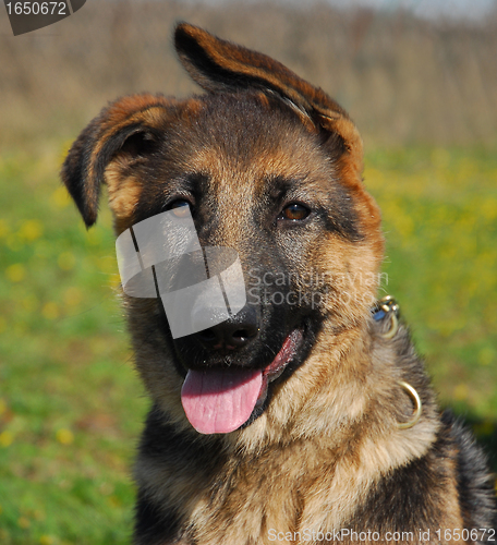 Image of puppy german shepherd