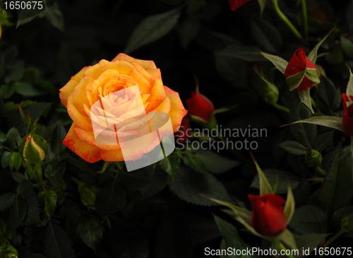 Image of yellow rose