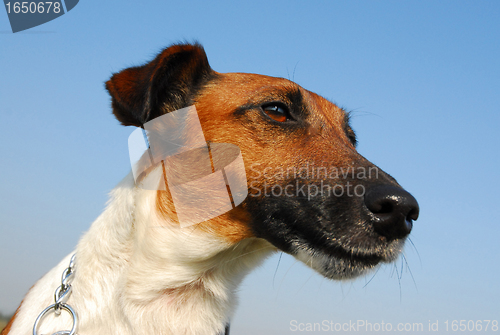 Image of smooth fox terrier 