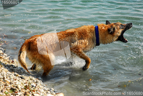 Image of biting malinois