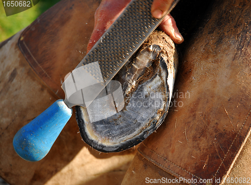 Image of farrier