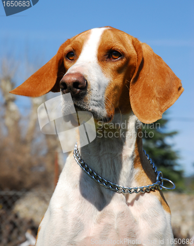 Image of Foxhound