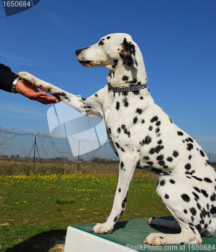 Image of dalmatian and paw