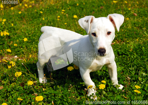 Image of puppy jack russel terrier