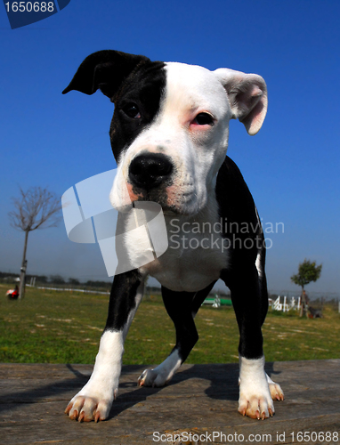 Image of american staffordhire terrier