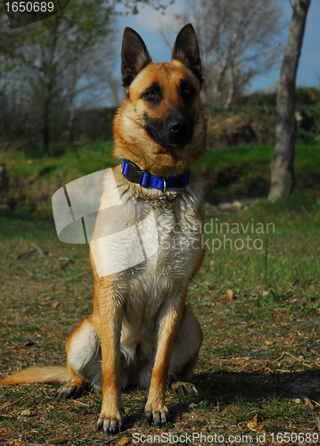 Image of malinois