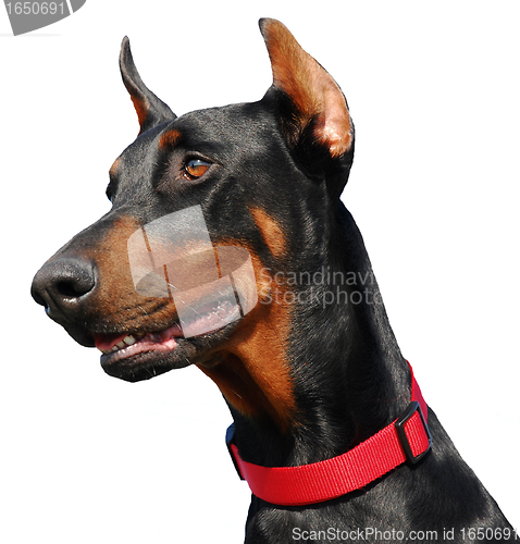 Image of doberman