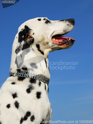 Image of dalmatian