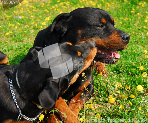 Image of two rottweilers