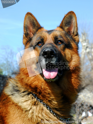 Image of german shepherd
