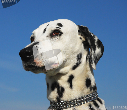 Image of dalmatian