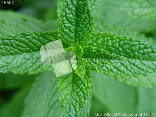 Image of Mint plant