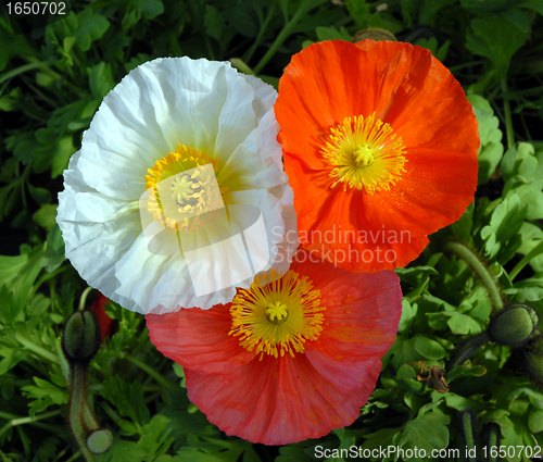 Image of opium poppy