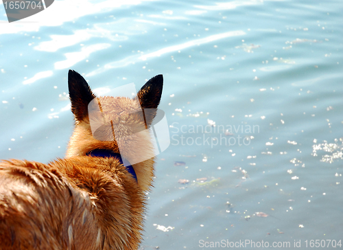 Image of malinois near a river