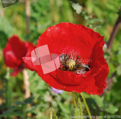 Image of red poppy