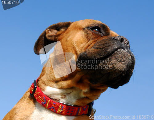 Image of boxer