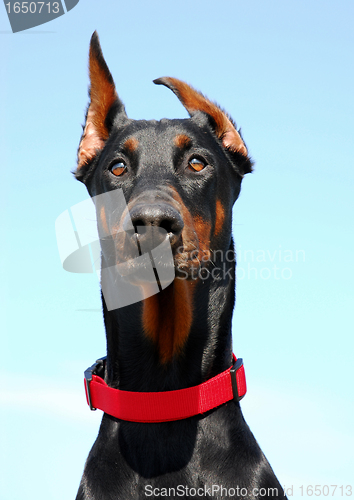 Image of doberman