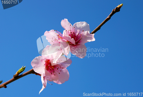 Image of Peach flower, Prunus persica;
