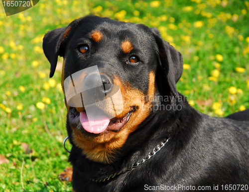 Image of rottweiler