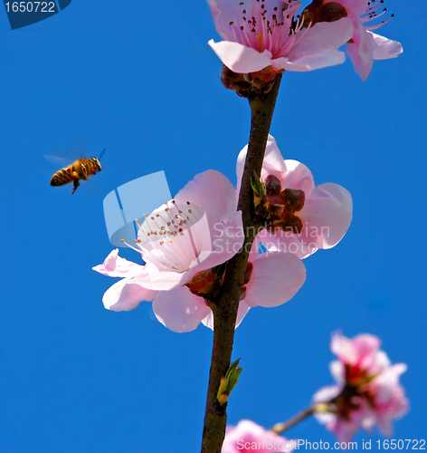 Image of Peach flower, Prunus persica;