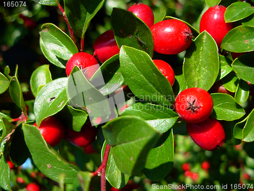 Image of red berries