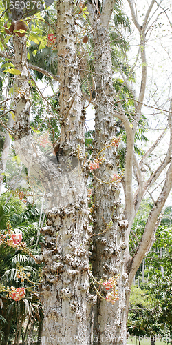 Image of cannonball tree (Couroupita guianensis) 