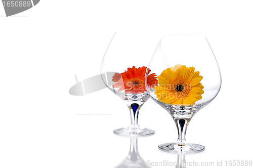 Image of Gerbera flowers in cognac glass