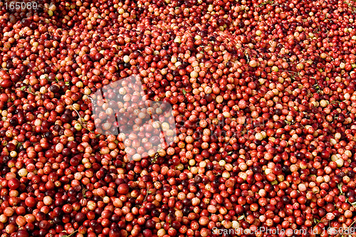 Image of Cranberry pattern