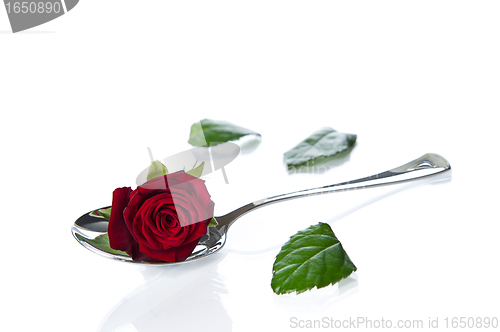 Image of Rose lying in a spoon. 