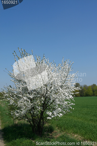 Image of Spring