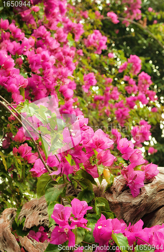 Image of beautiful pink flowers in the garden