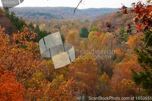 Image of ozarks forest in fall